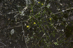 Pauridia glabella glabella