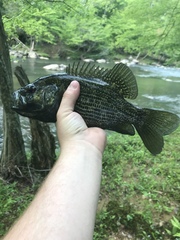 Ambloplites cavifrons