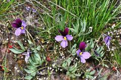 Viola trinervata