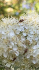 Bradycellus verbasci