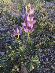 Lupinus microcarpus