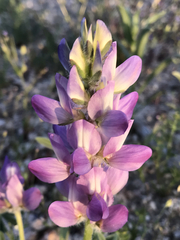 Lupinus microcarpus