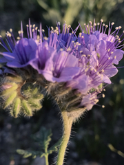 Phacelia tanacetifolia
