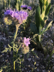 Phacelia tanacetifolia