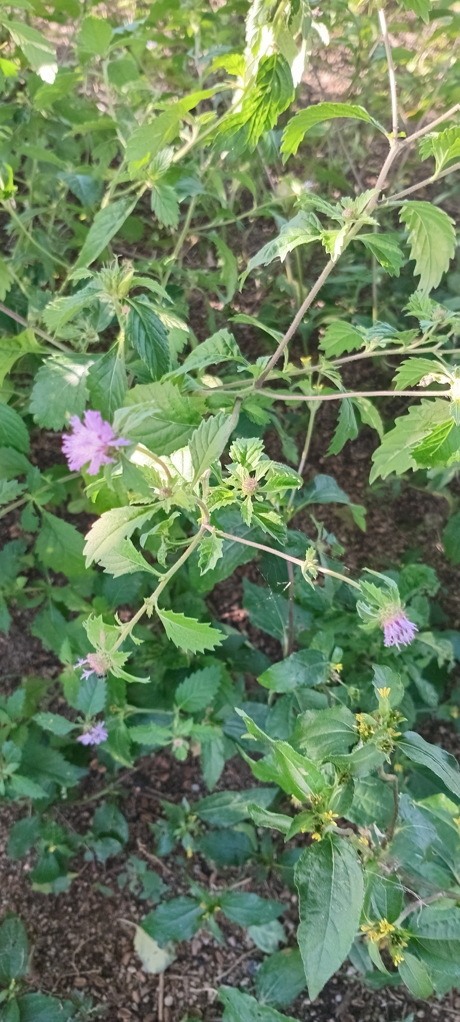 Centratherum punctatum