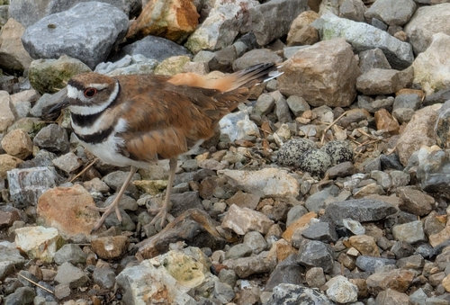 Killdeer photographed in Kansas
