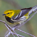 Black-throated Green Warbler - Photo (c) Dan Pancamo, some rights reserved (CC BY-SA)