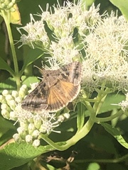 Lepidoptera