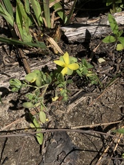 Hypericum suffruticosum