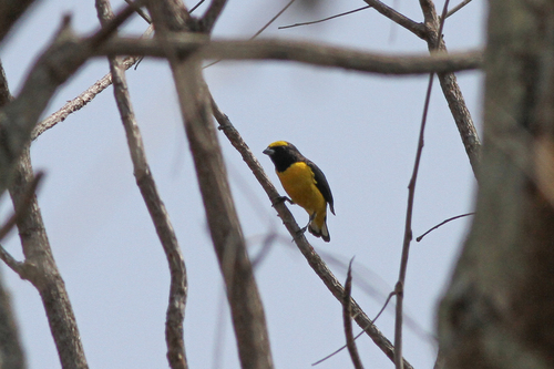 Scrub Euphonia (Euphonia affinis), photo 8