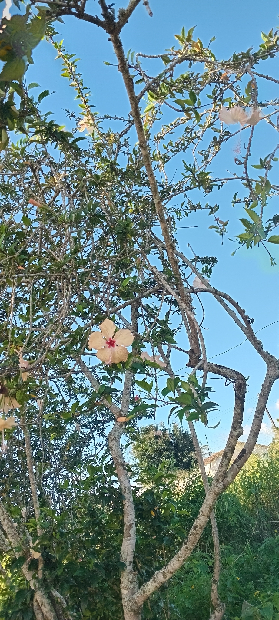 Hibiscus archeri