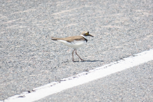 Little Ringed Plover