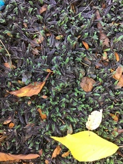 Leptinella squalida