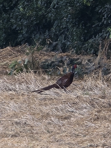 Ring-necked Pheasant