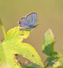 Plebejus argyrognomon