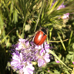 Paracotalpa