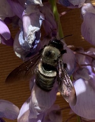 Xylocopa californica californica