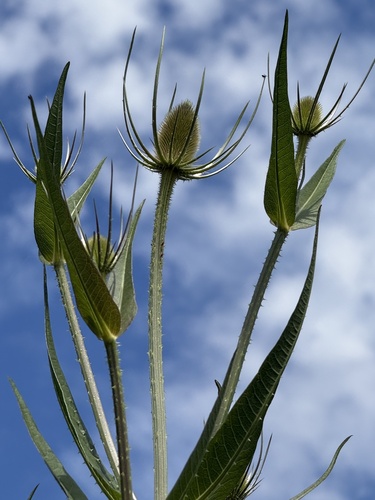 wild teasel