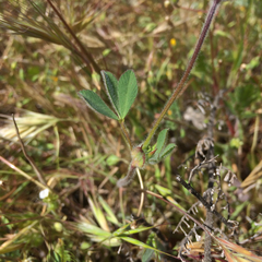 Trifolium albopurpureum