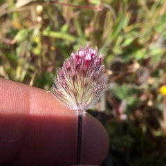 Trifolium albopurpureum