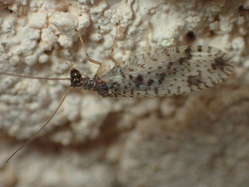 Variegated Brown Lacewing, photo 4 of 10
