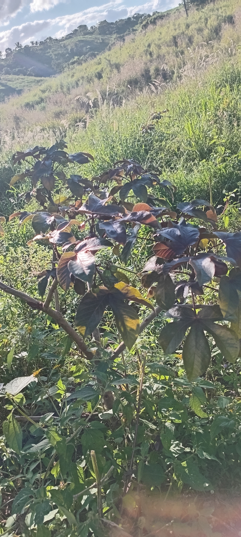 Jatropha gossypiifolia
