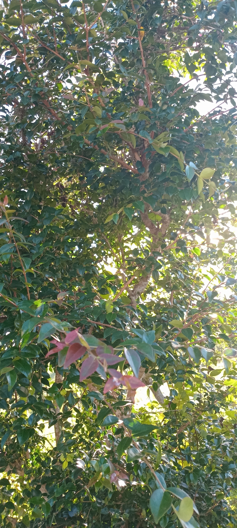 Eugenia uniflora