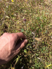 Trifolium albopurpureum