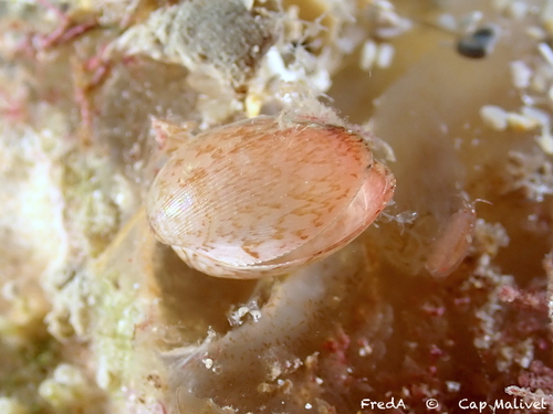Musculus subpictus observed 2026-06-21