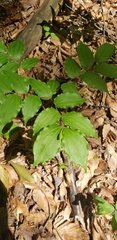 Prosartes lanuginosa, photograph (c) Sarah Culliton, some rights reserved (CC BY)