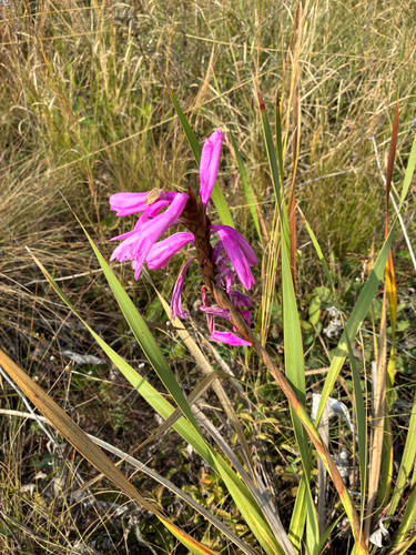 Watsonia densiflora