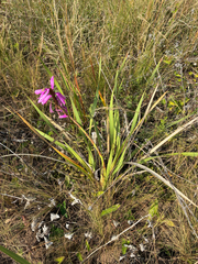 Watsonia densiflora, photograph (c) Sunčana Bradley, some rights reserved (CC BY)