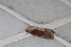 Etanna breviuscula