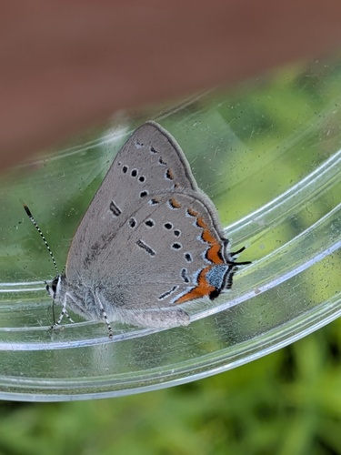 Acadian Hairstreak photo 4