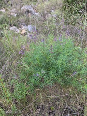 Lupinus angustifolius