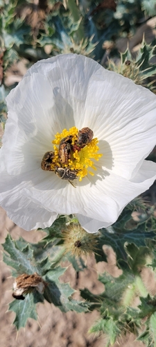Kern's Flower Scarab