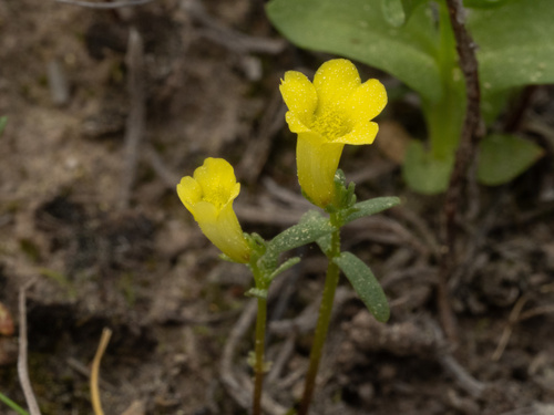 Gratiola flava, 2026-03-07