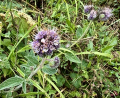 Phacelia californica, photograph author not stated, no rights reserved