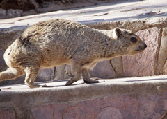 Procavia capensis welwitschii