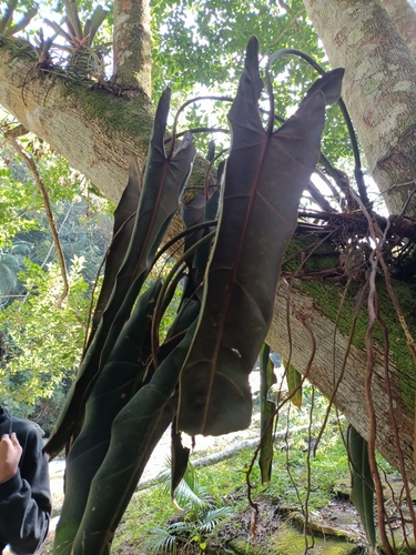 Philodendron spiritus-sancti