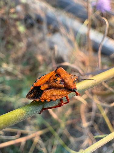 Carpocoris mediterraneus mediterraneus