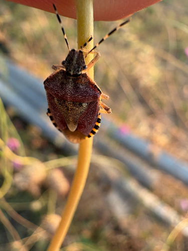 Sloe Bug