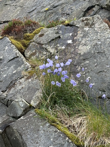 Common Harebell