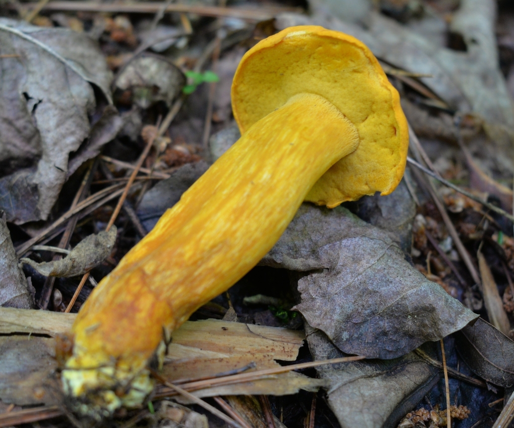 Boletus aurantiosplendens · June 2026 · photo: Photo: (c) Ben Gruhot, some rights reserved (CC BY) · iNaturalist
