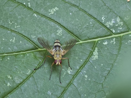 Dexiosoma caninum, Noordwijk, Zuid-Holland, Netherlands, photo 5 of 10