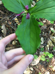 Trillium ovatum ovatum