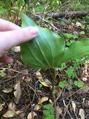 Trillium ovatum ovatum