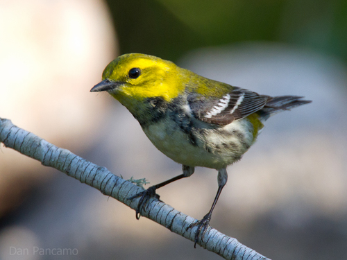Black-throated Green Warbler, photo 6 of 10