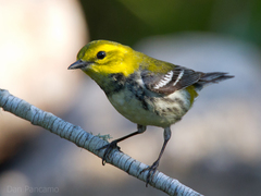 Black-Throated Green Warbler photo 3