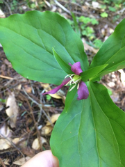 Trillium ovatum ovatum